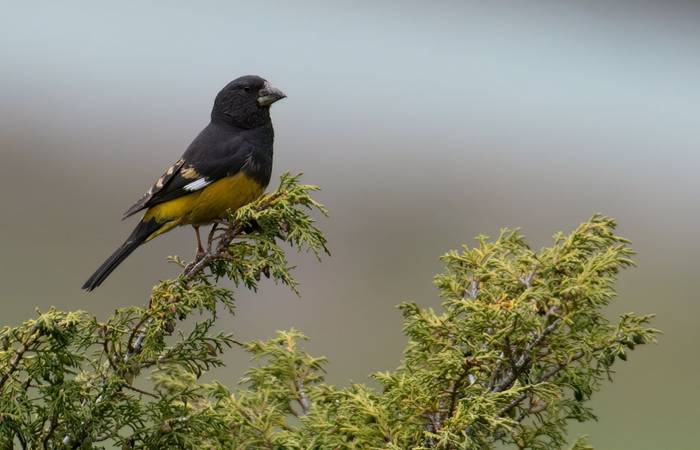 White-winged Grosbeak © Chris Griffin, May 2025