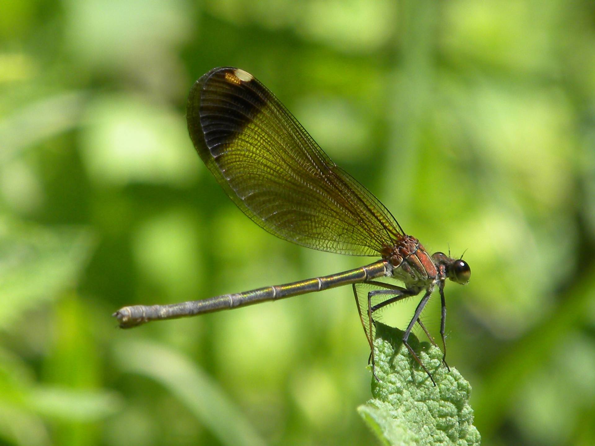 Extremadura's Dragonflies - Naturetrek
