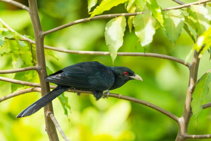 Asian Koel shutterstock_142690381.jpg