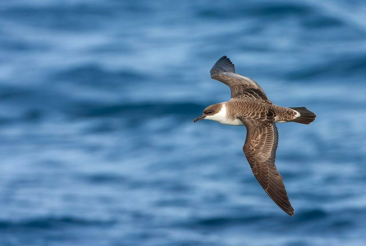 Great Shearwater shutterstock_2180779711.jpg