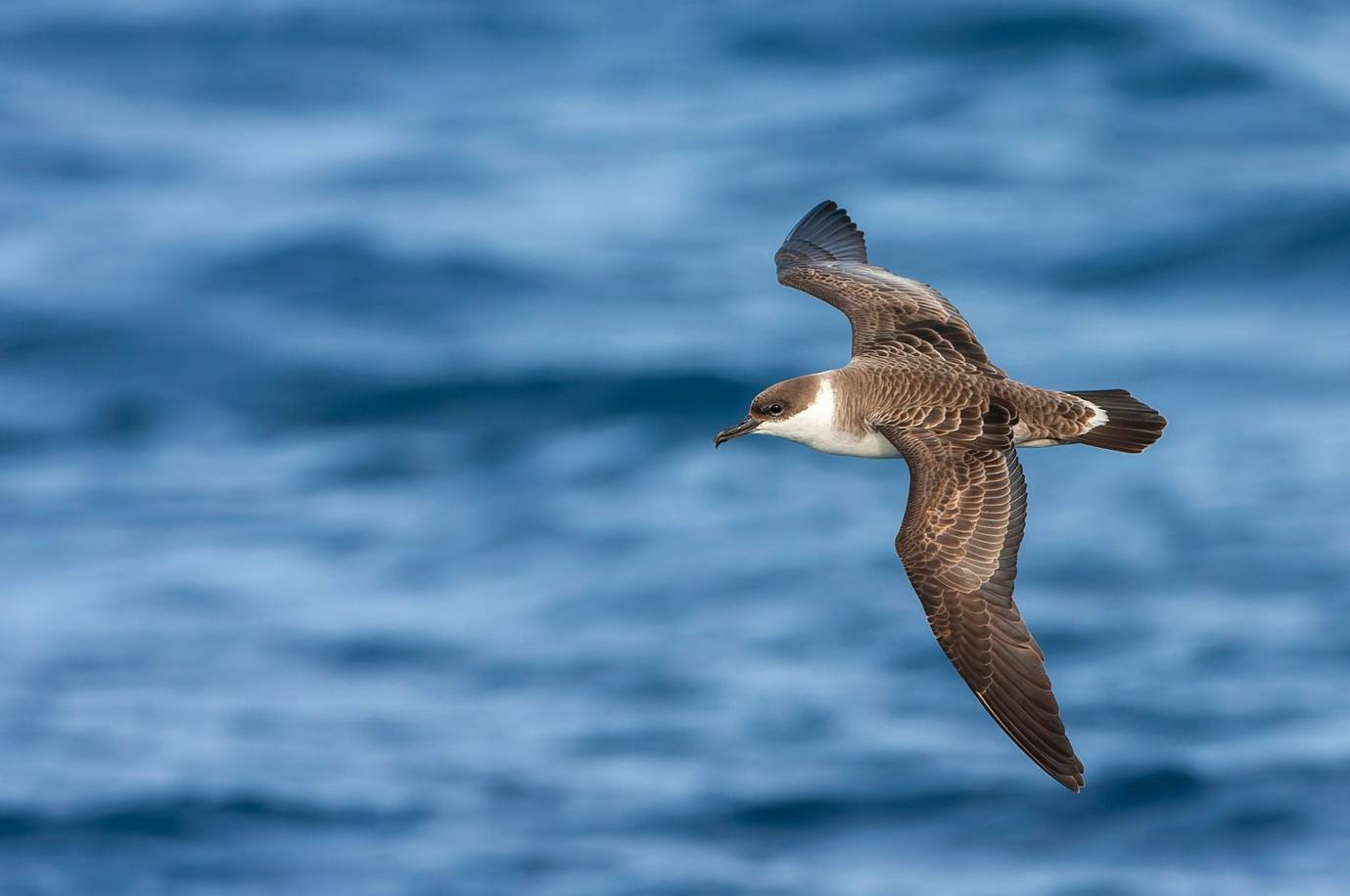 Great Shearwater Image