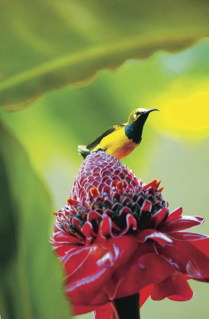 Yellow-bellied Sunbird (Tourism Queensland)