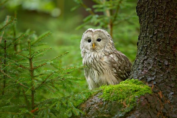 slovenia wildlife tours