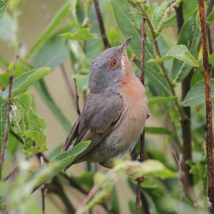 Fair Isle - Western Subalpine Warbler (Richard Cope).jpg