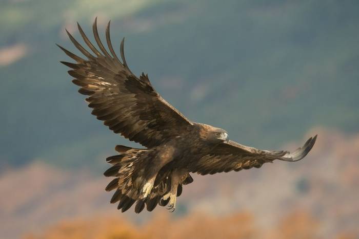 Golden Eagle