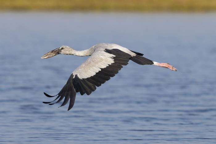 Asian Openbill, Bueng Boraphet, Nakhon Sawan, Thailand (Oliver Smart)