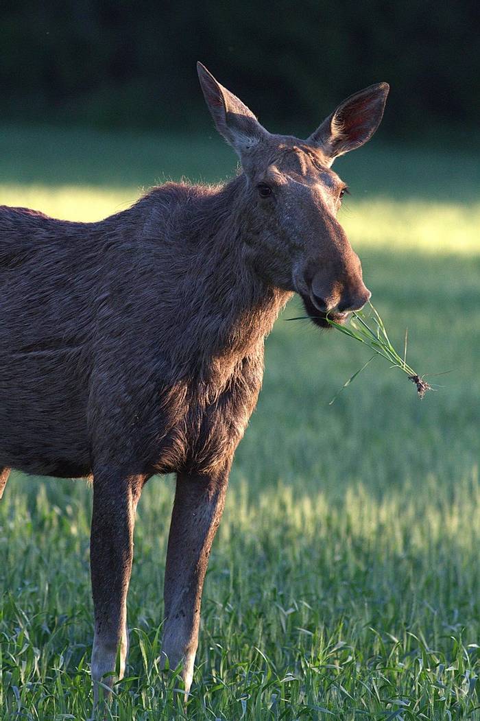 Bizarre close encounter with a Moose © Jan Kelchtermans.jpg