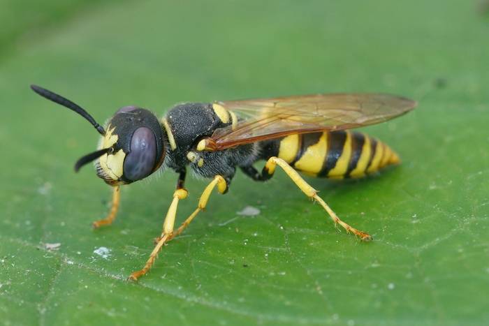 European Beewolf (Philanthus triangulum)