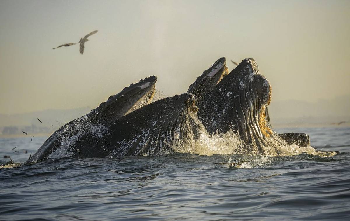 Humpback Whales, Monterey Bay Shutterstock 568895548