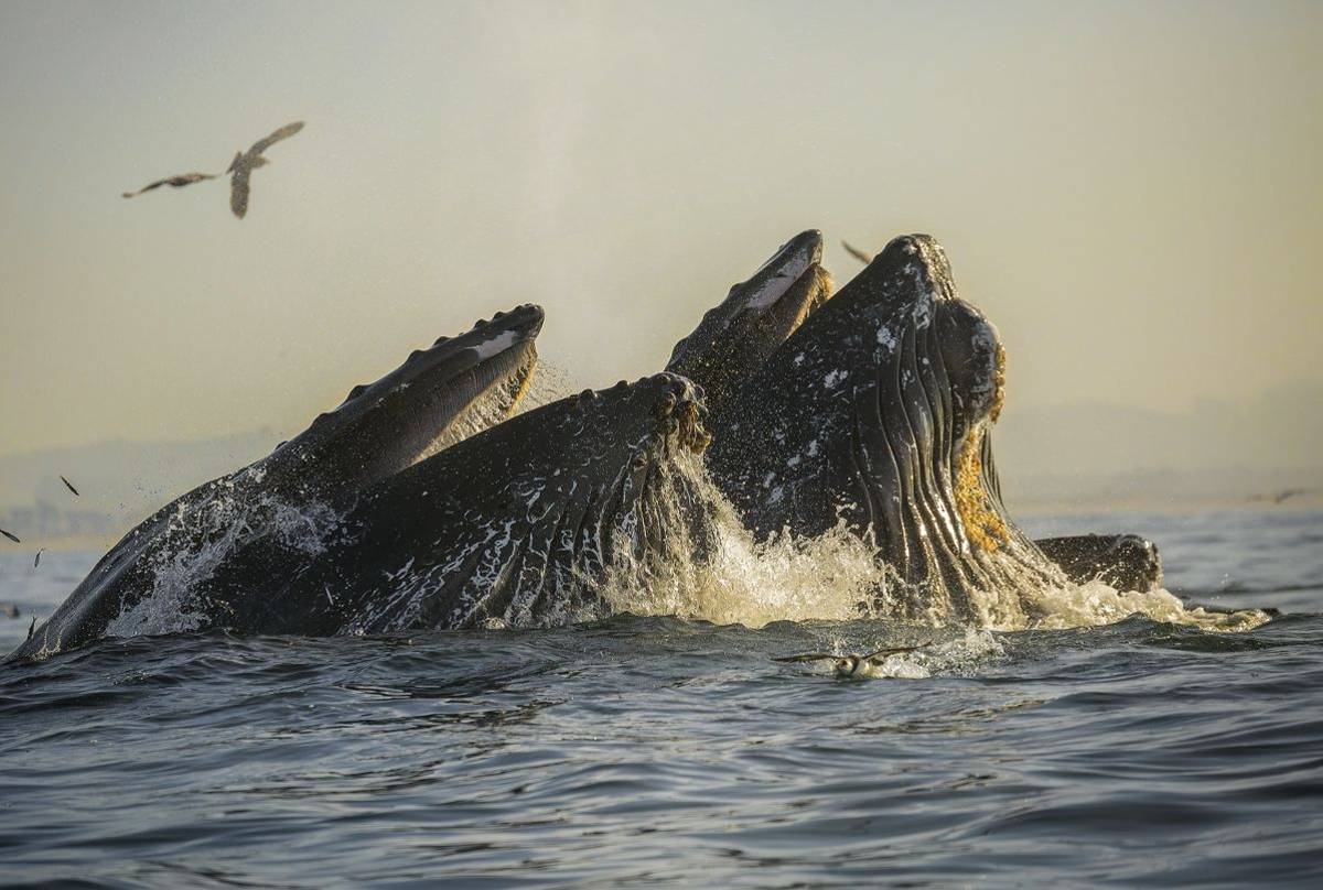 Humpback Whales, Monterey Bay Shutterstock 568895548