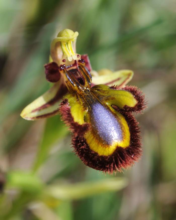 Mirror Orchid, Ophrys speculum (Julian Comrie).jpg