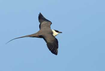 Long-tailed Skua shutterstock_1320158654.jpg