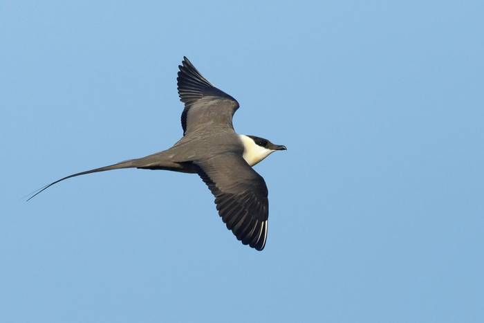 Long-tailed Skua shutterstock_1320158654.jpg