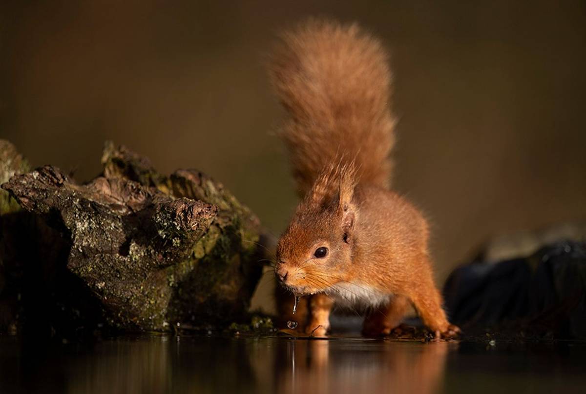 Red Squirrel (Paul McDougall).jpg