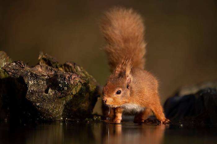 Red Squirrel (Paul McDougall).jpg