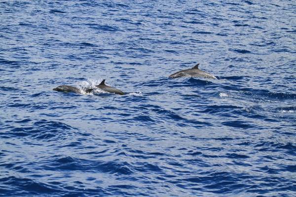 Tropical Spotted Dolphin, St Lucia