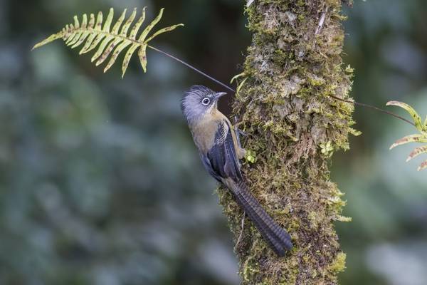 Black-crowned Barwing, Vietnam shutterstock_638878699.jpg