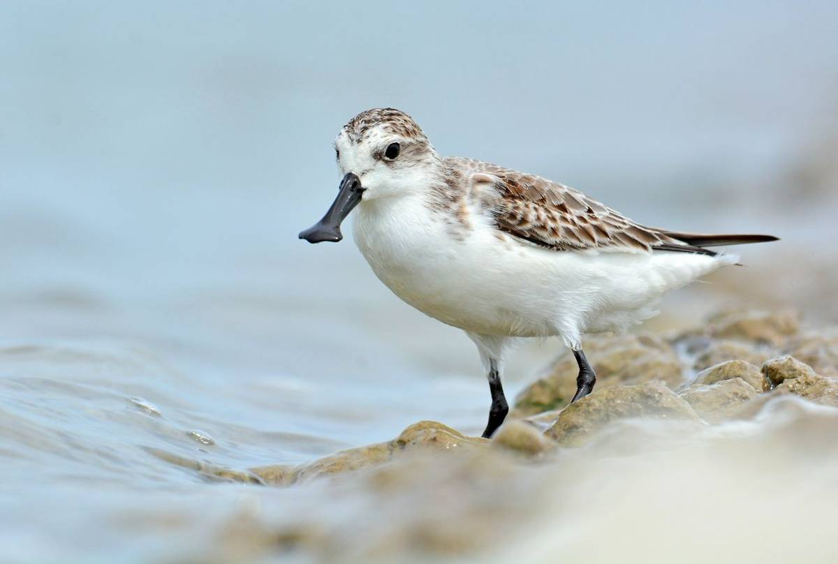 Spoon-billed Sandpiper shutterstock_508299799.jpg