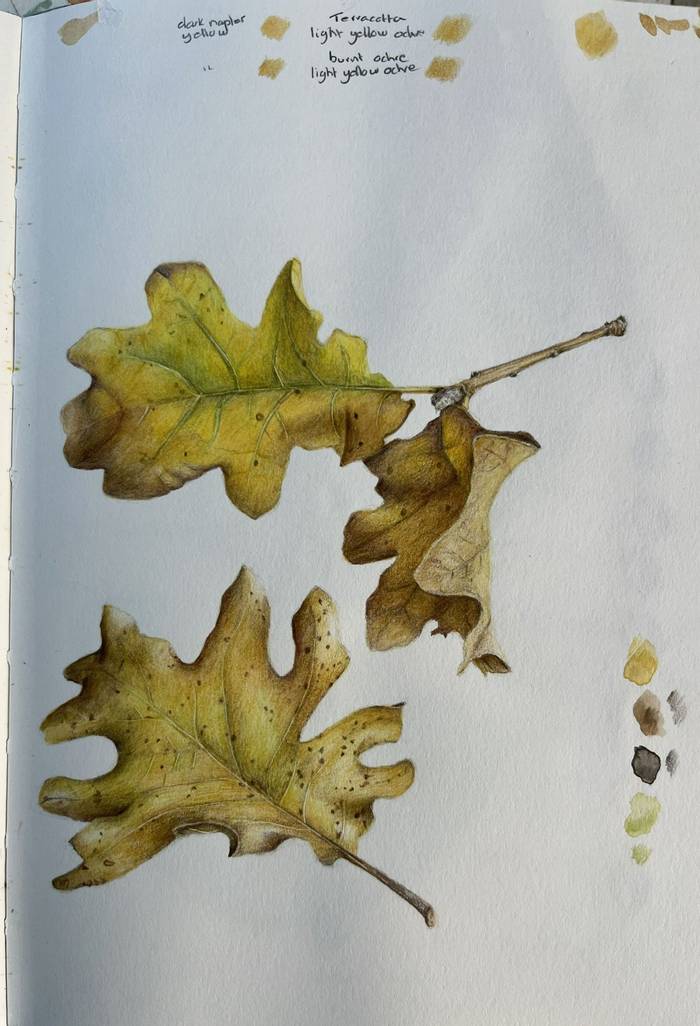 Sketchbook oak leaves - Helen Ainsworth.JPG