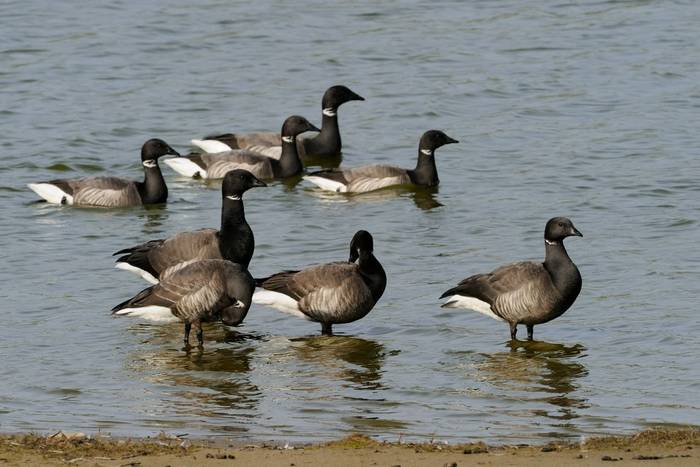 Brent Geese. shutterstock_102090022.jpg