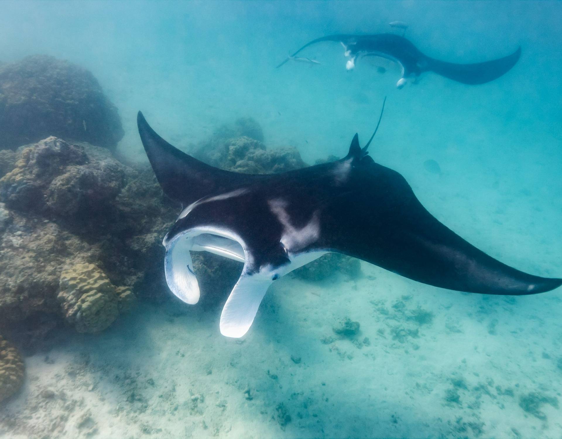 Manta Ray, Indonesia Image