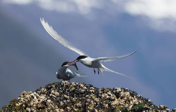 Arctic Terns © Peter Stott