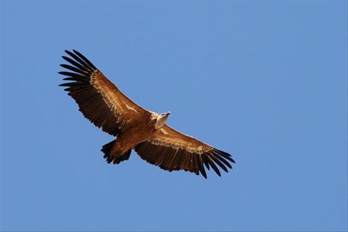 Griffon Vulture (David Morris)