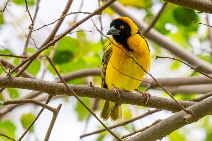 Viteline Masked Weaver © Carole and David Clarke, February 2026 tour