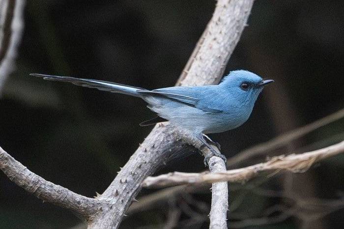 African Blue Flycatcher, Ian Curran.jpg