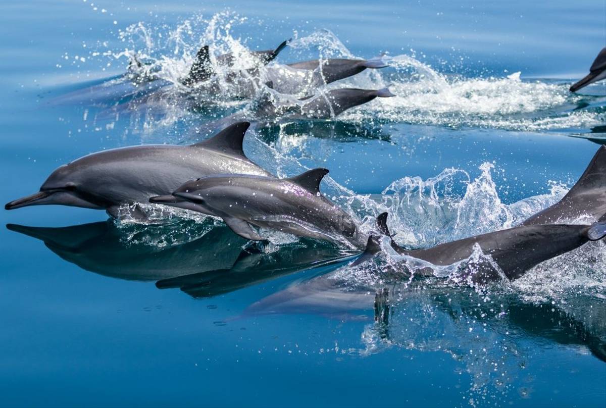 Spinner Dolphins, Raja Ampat, Indonesia shutterstock_515314846.jpg