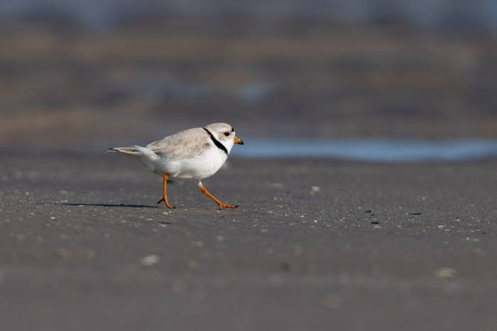 piping plover_3R54644.jpg