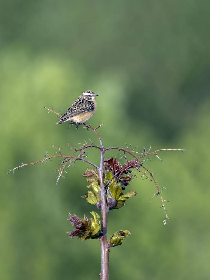Whinchat © Alun Gee
