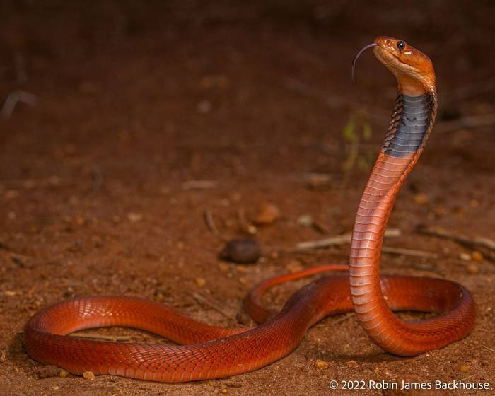 Red Spitting Cobra (Naja pallida) © Robin James Backhouse