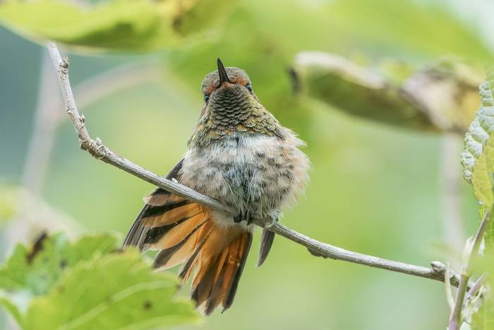 Scintillant Hummingbird, Savegre, Costa Rica, 27 March 2022, KEVIN ELSBY FRPS.jpg