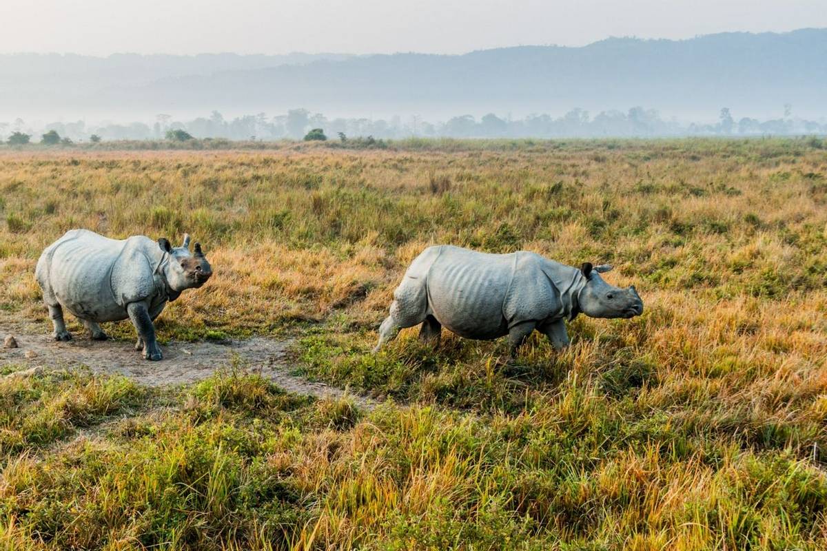Indian Rhino, Kaziranga National Park Shutterstock 782876899