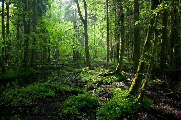 Bialowieza Forest shutterstock_77762962.jpg