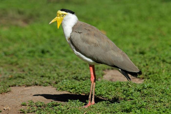 Masked Lapwing shutterstock_154255832.jpg