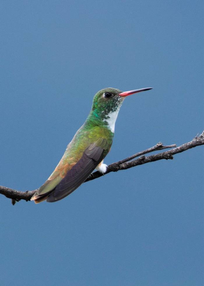 Amazilia Hummingbird (Nathaniel Dargue).jpg