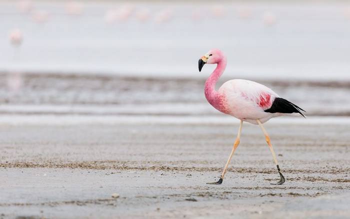 Andean Flamingo Shutterstock 1038294331