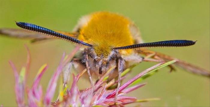 Narrow-bordered Bee Hawkmoth