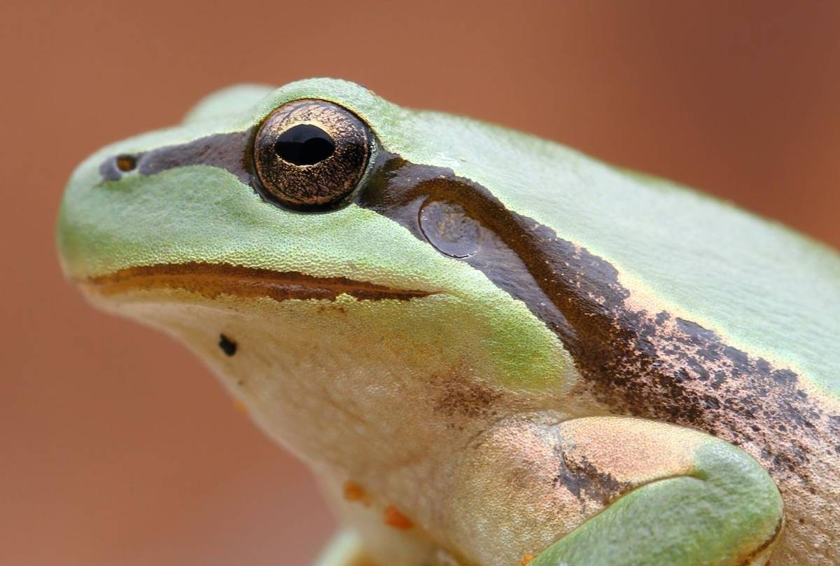 Stripeless Tree Frog (Hyla meridionalis) - Dan Kane