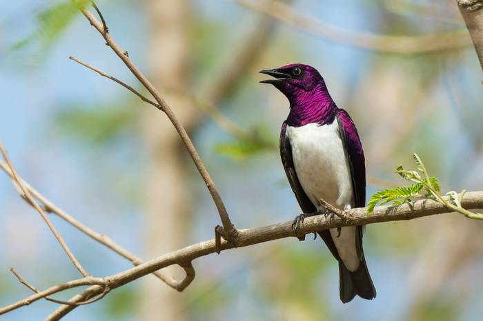 A male Violet-Backed Starling perched