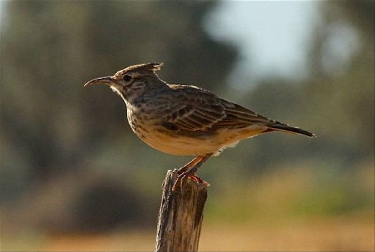 Crested Lark (Karen Meyer)