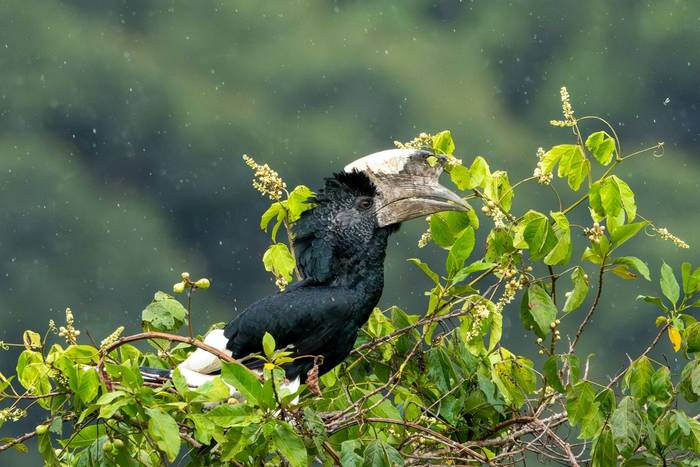 Black-and-white-casqued Hornbill © Carole and David Clarke, February 2026 tour