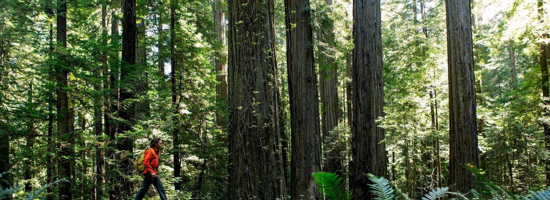 canyon ranch-woodside-california-man-hiking-fallen tree.jpg