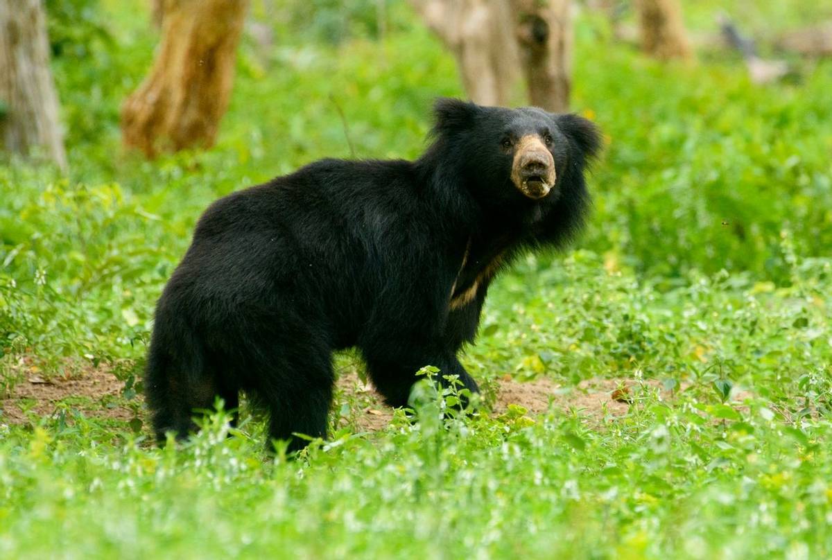 Sloth-Bear,-India-shutterstock_1225872823.jpg