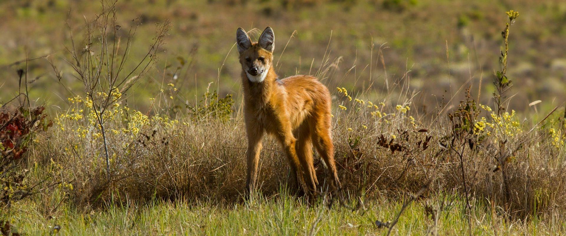 Maned Wolf in the Pantanal