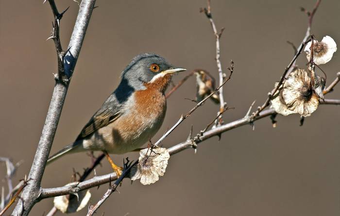 Subalpine Warbler