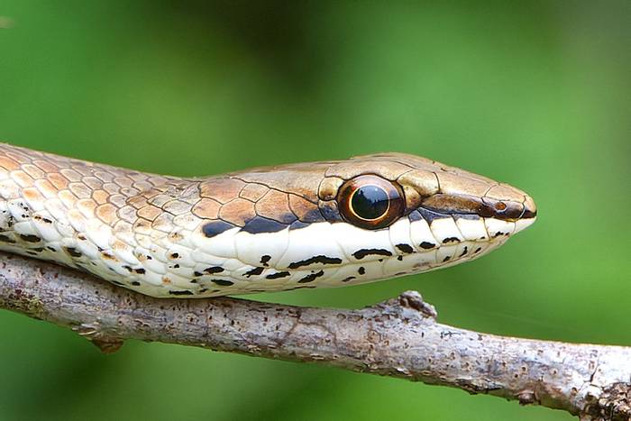 Link-marked Sand Snake (Psammophis biseriatus) © Neil St John, March 2024 tour