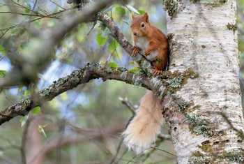 Red Squirrel, Scotland shutterstock_1436153330.jpg